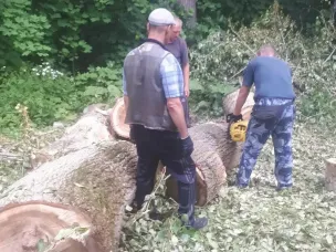 САНИТАРНАЯ ВЫРУБКА ДЕРЕВЬЕВ