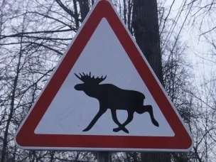 Нередки случаи, когда под колесами транспортных средств оказываются животные. Чаще всего это происходит на загородных трассах.