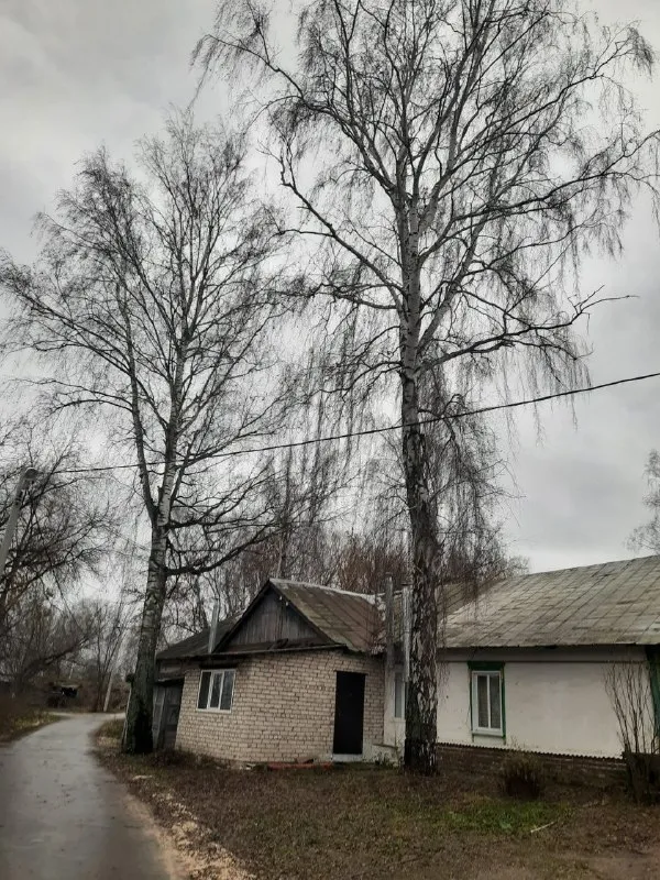 Спил аварийных деревьев