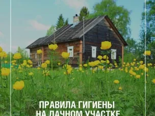 Дачный сезон в самом разгаре