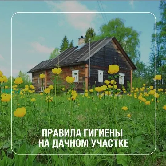 Дачный сезон в самом разгаре