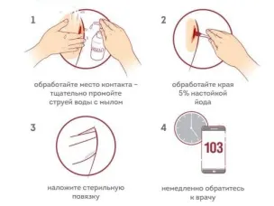 Роспотребнадзор делится рекомендациями по профилактике бешенства