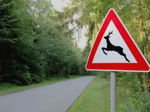 ДТП с участием диких животных