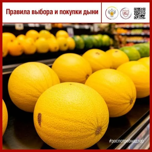 Правила выбора и покупки дыни