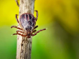 Вакцинация от клещевого энцефалита весной: готовимся к сезону клещей