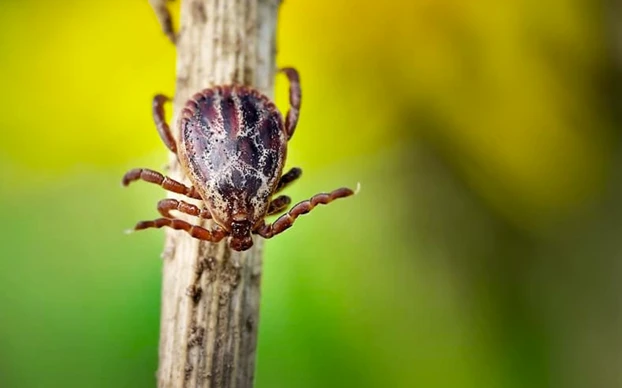 Вакцинация от клещевого энцефалита весной: готовимся к сезону клещей