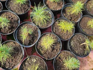 В Нижегородской области в 2026 году планируют восстановить лес на площади более 14 тысяч гектаров