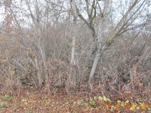 С 1 сентября 2025 года вводятся признаки неиспользования земельных участков населенных пунктов, садовых и огородных земельных участков