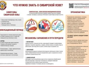 что нужно знать о сибирской язве