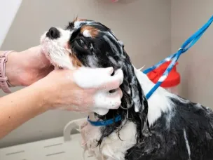 Дружба с питомцами. Как обеспечить чистоту и гигиену дома