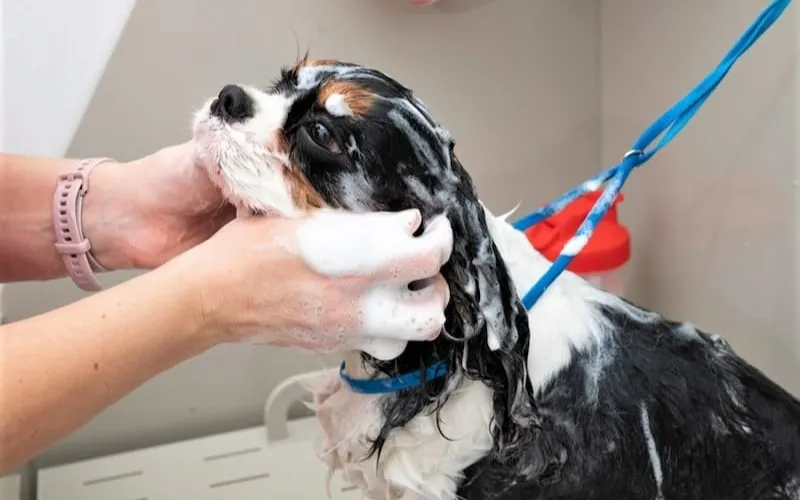 Дружба с питомцами. Как обеспечить чистоту и гигиену дома