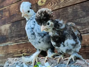 Необычные посылки 2024 года: от инкубационных яиц  до двухметровой матрёшки