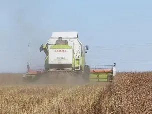 УБОРКА ОЗИМОГО РАПСА