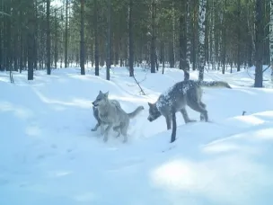 Вознаграждение за добычу волка в Нижегородской области увеличено
