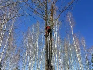 Спил деревьев
