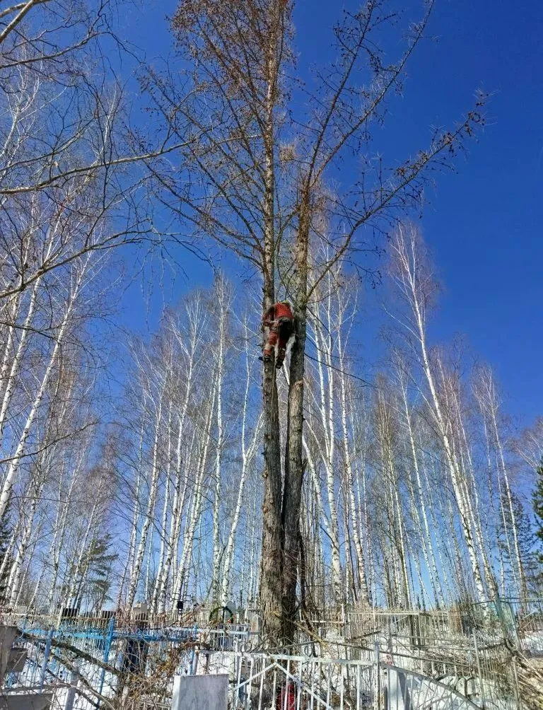 Спил деревьев