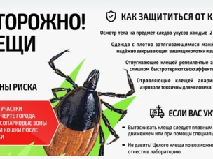 Зарегистрировано первое в этом сезоне присасывание клеща