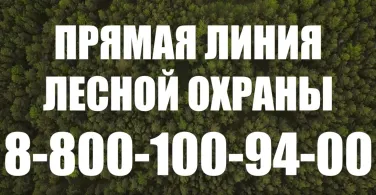 Прямая линия лесной охраны 8-800-100-94-00