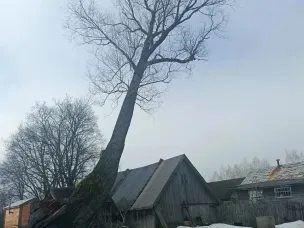 Спил аварийных деревьев