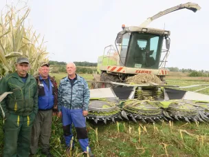 ИДЁТ УБОРКА КУКУРУЗЫ НА СИЛОС